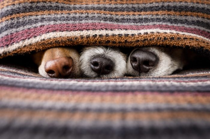 couple of dogs in love sleeping together under the blanket in bed , warm and cozy and cuddly