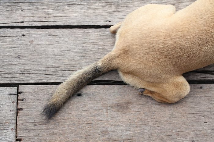 Dog tail on wood floor
