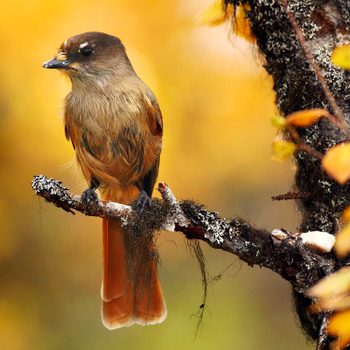 Fall backyard birding checklist