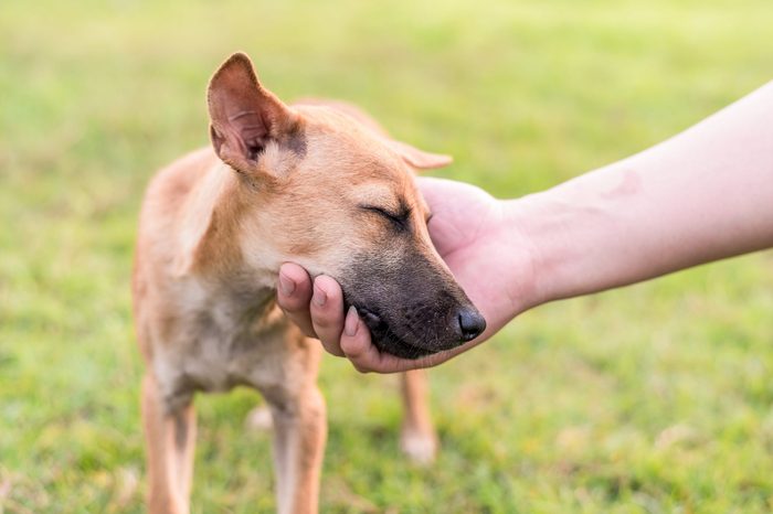 Male hand patting smiling brown dog head