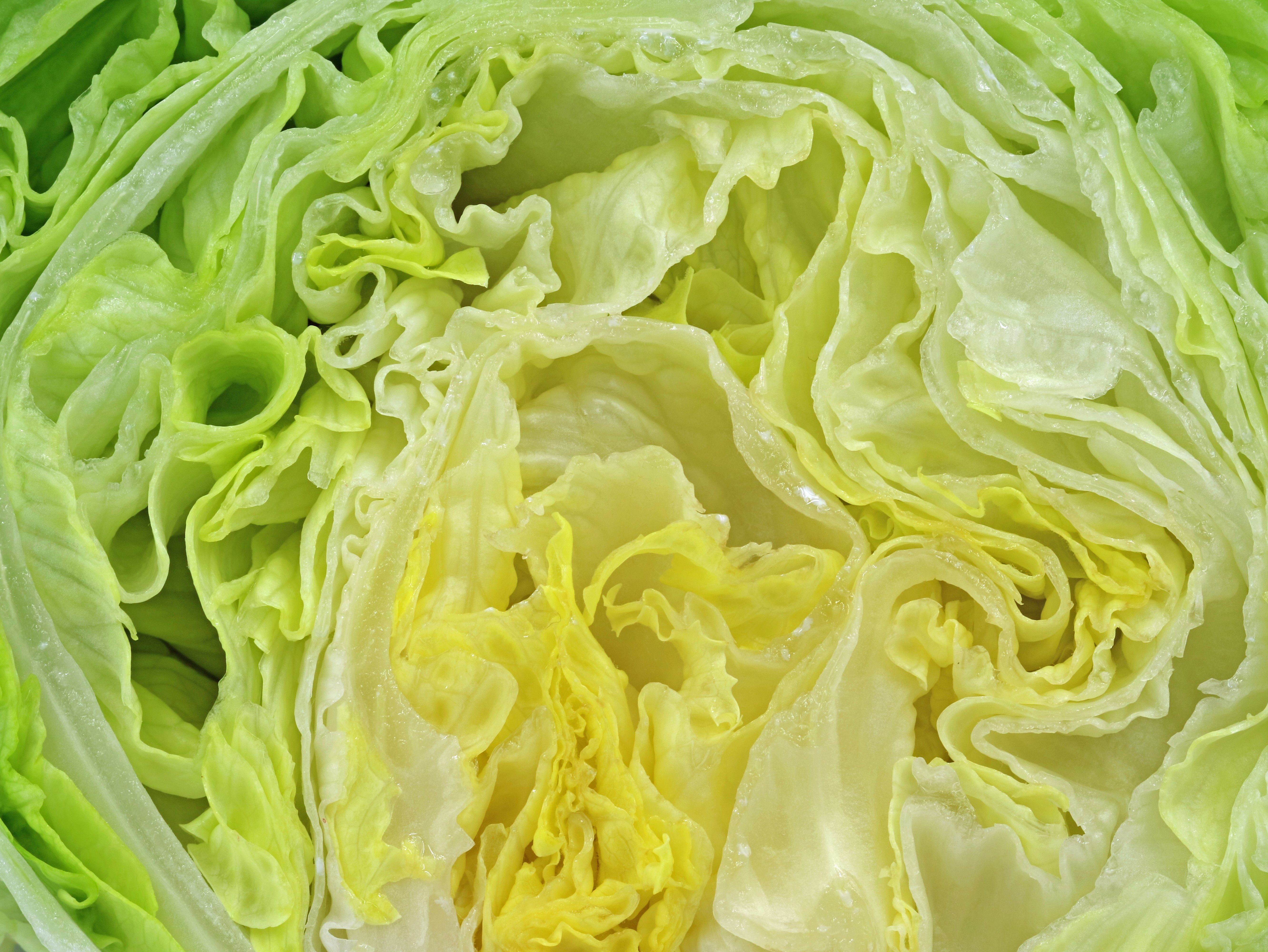 close up of sliced fresh iceberg salad lettuce texture