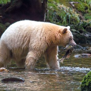 Spirit bears in the Great Bear Rainforest