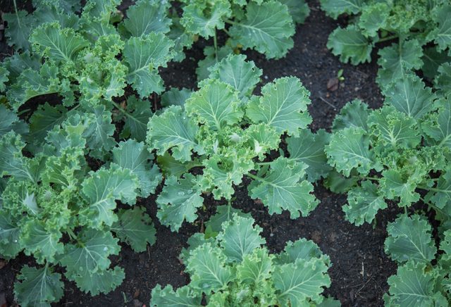 fresh kale in garden