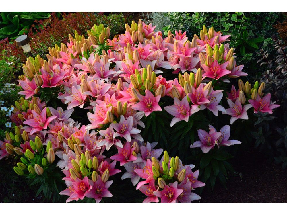 garden photography lilies