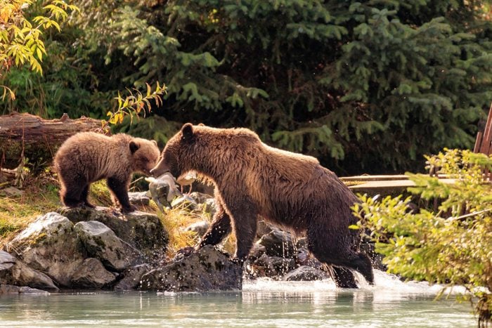 Mother bear fishing with cubs in Chilkoot river, Haines Alaska