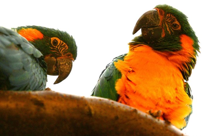 blue throated macaws