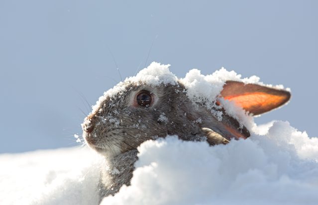 science quiz questions - snow rabbit, hare winter