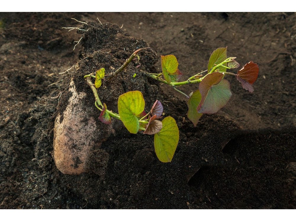 garden photography rooting potato