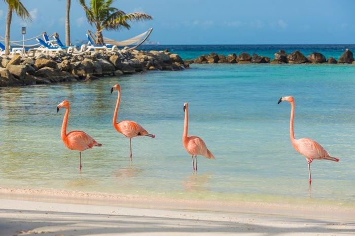 Four flamingos on the beach