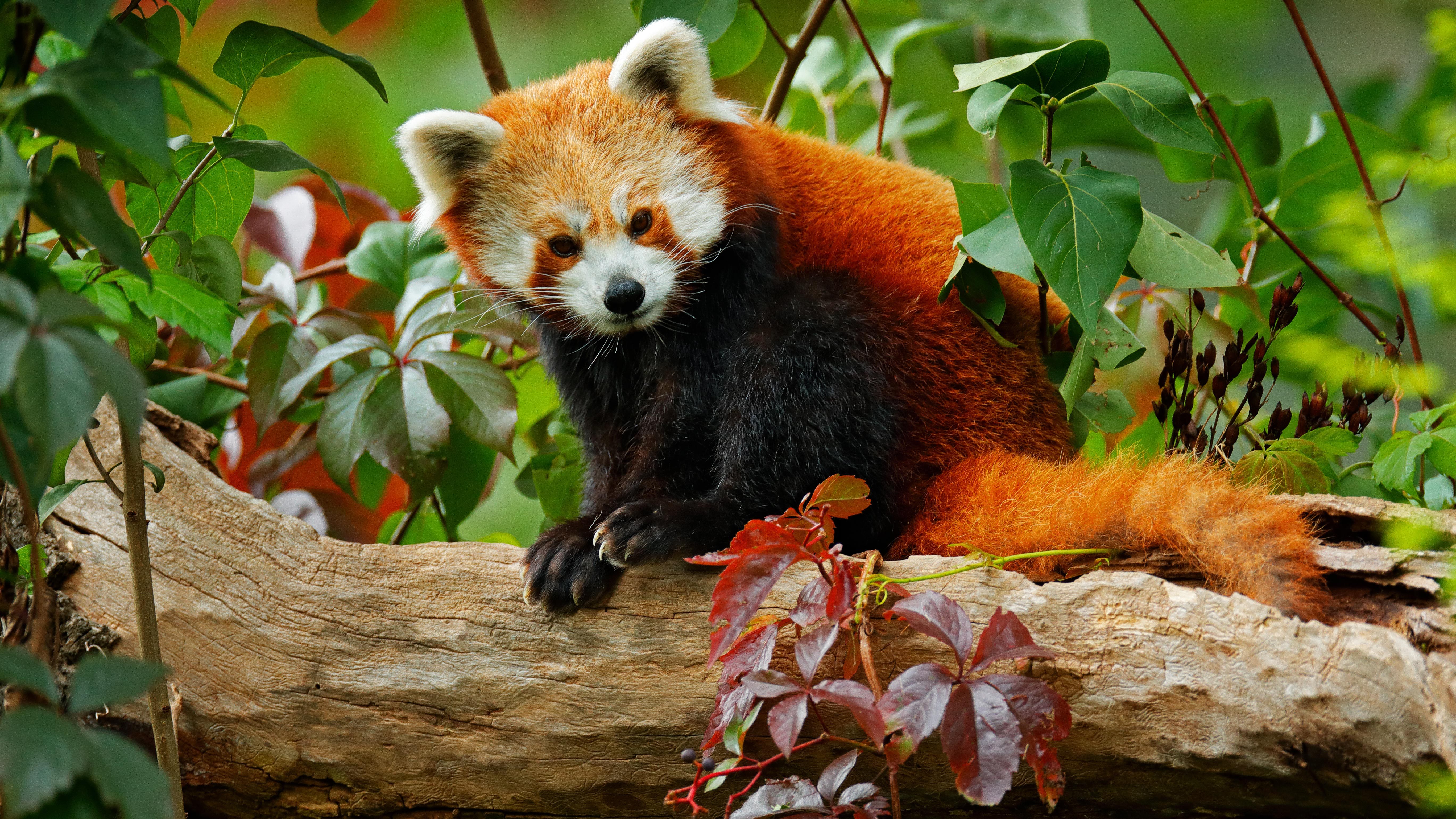 How Many Red Pandas Are Left in the Wild? | Reader's Digest Canada