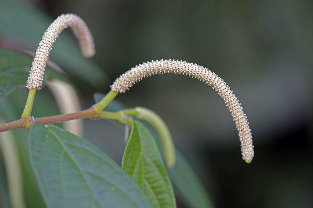SAO PAULO, SP, BRAZIL - JULY 26, 2015 - Matico, Piper aduncum, medicinal plant of the Piperaceae family originating in tropical America used as an antiseptic, antihemorrhagic, spice and flavoring