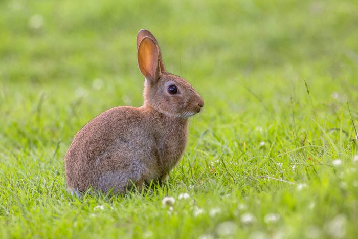 science quiz questions - European Wild rabbit (Oryctolagus cuniculus) in lovely green vegetation surroundings with white flowers