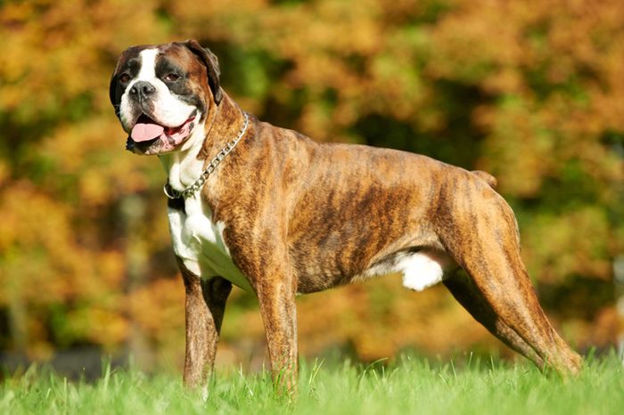 How to Pick the Best Dog Breed for You