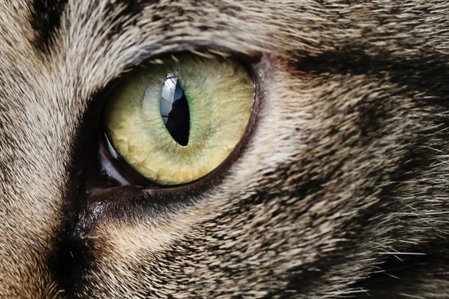 Cat Eye
