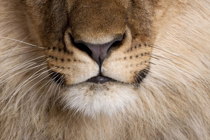 Close-up of lion's nose and whiskers, Panthera leo, 9 months old