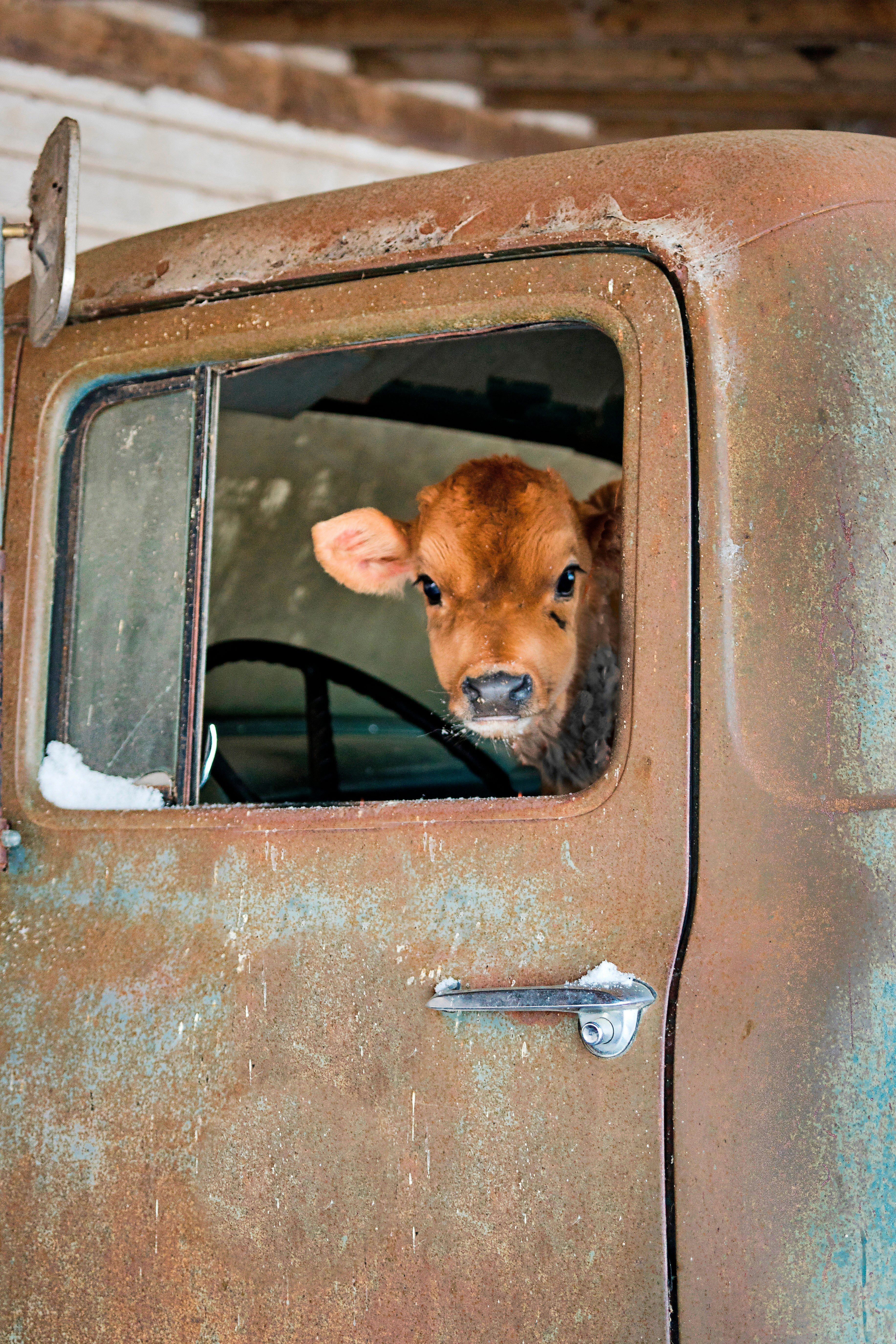 cow in truck