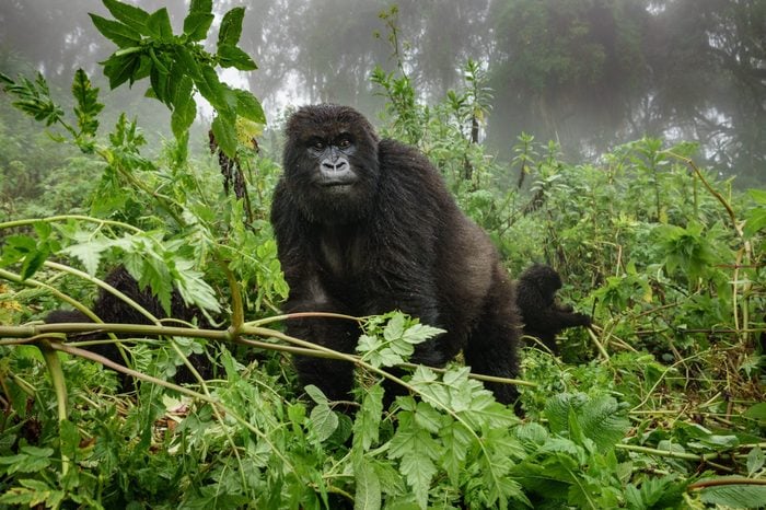 Front view of mountain gorilla observing tourists in the forest