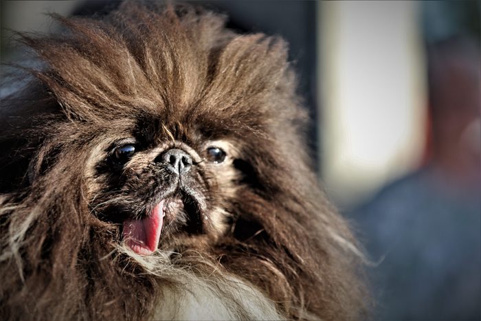 50 Ugly Dogs That Are Still So Darn Cute | Reader's Digest Canada