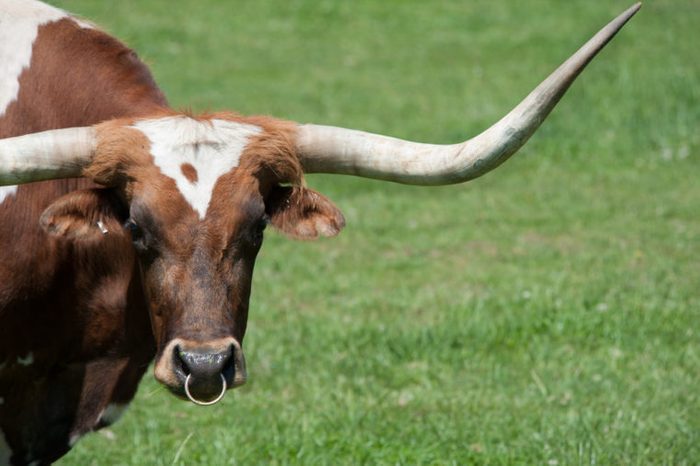A longhorn bull in a pasture, grazing, standing