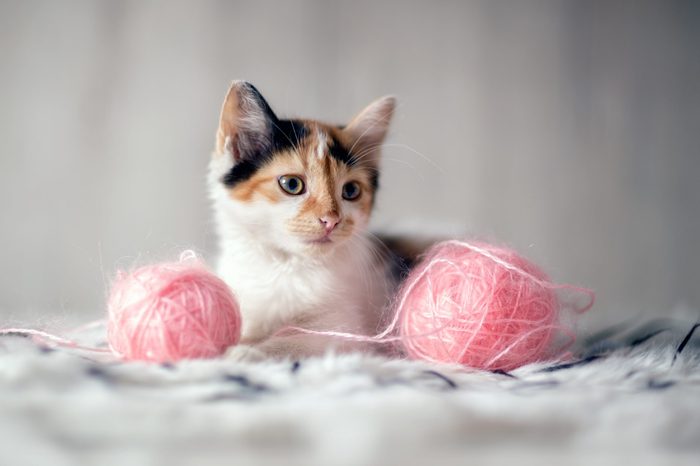 adorable kitten with toys 