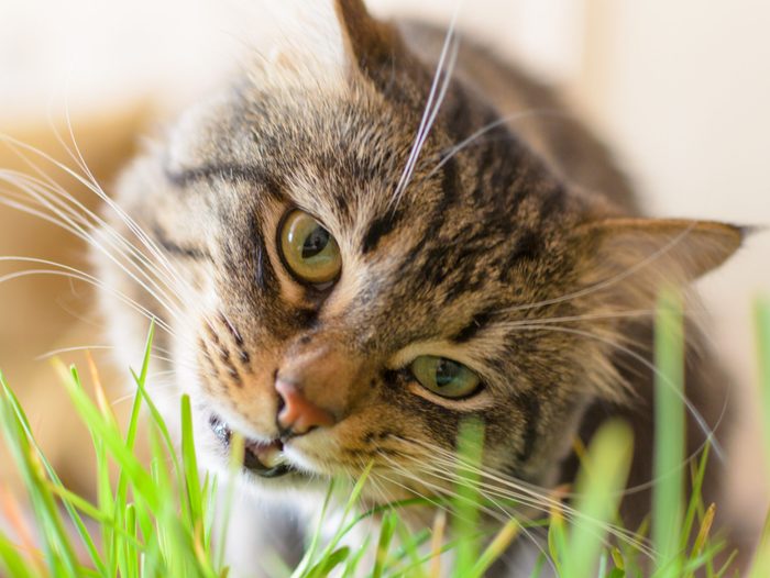 Beautiful,fluffy cat eating green grass.Horizontal .