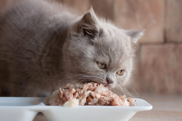 cat, kitten eat pet food indoor