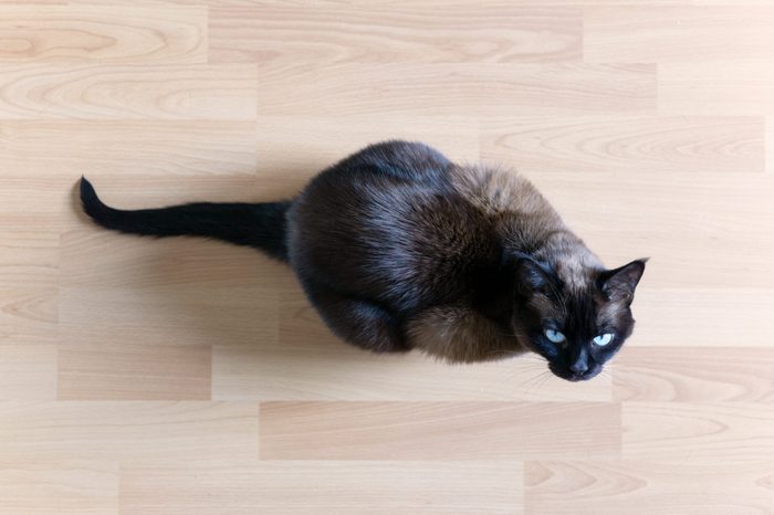 overhead view of siamese cat sitting on laminate floor looking up with blue eyes