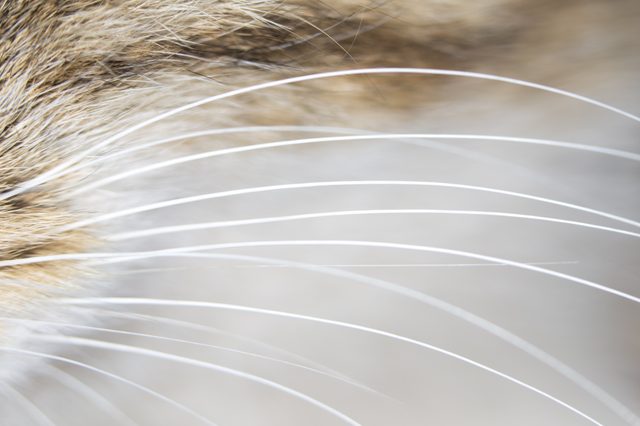 cat whiskers. close