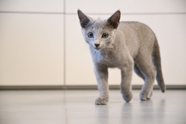 cute grey puppy blue russian cat with green and blue eyes and big ears on grey floor and white and grey background walking ahead and looking with white and grey background 