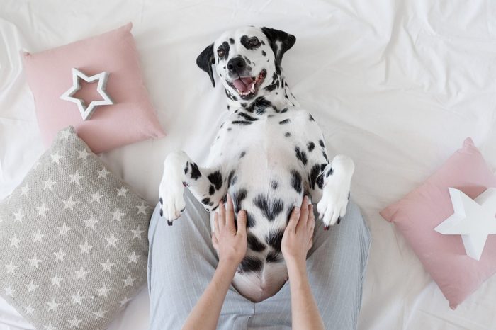 Dalmatian dog lying on her back with paws up wishing for a tummy rub. Dog in bed resting and yawning among pillows with stars pattern. Funny, cute dog's muzzle. Good morning concept. Flat lay