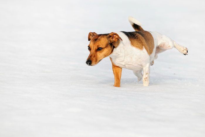 Jack Russel Terrier Dog pees in snow