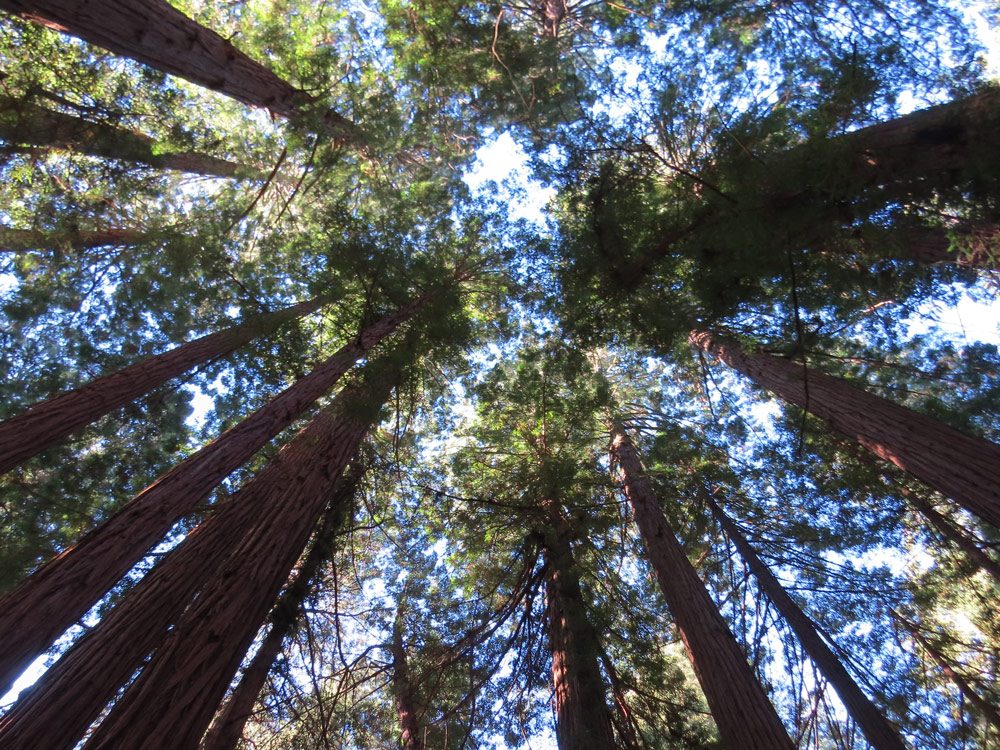 Californian trees