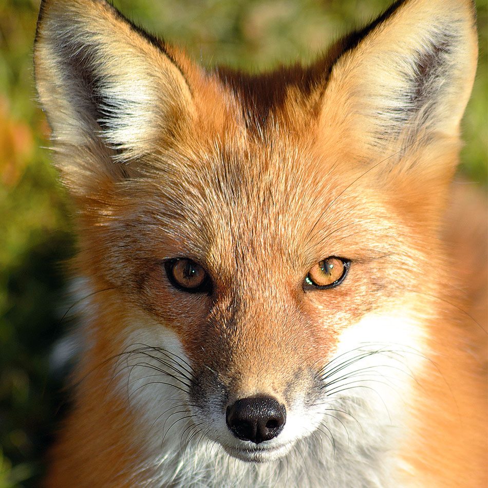Fox at Jan Lake, Saskatchewan