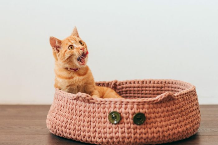 ginger tabby kitten sits in a cat bed and licks its lips.