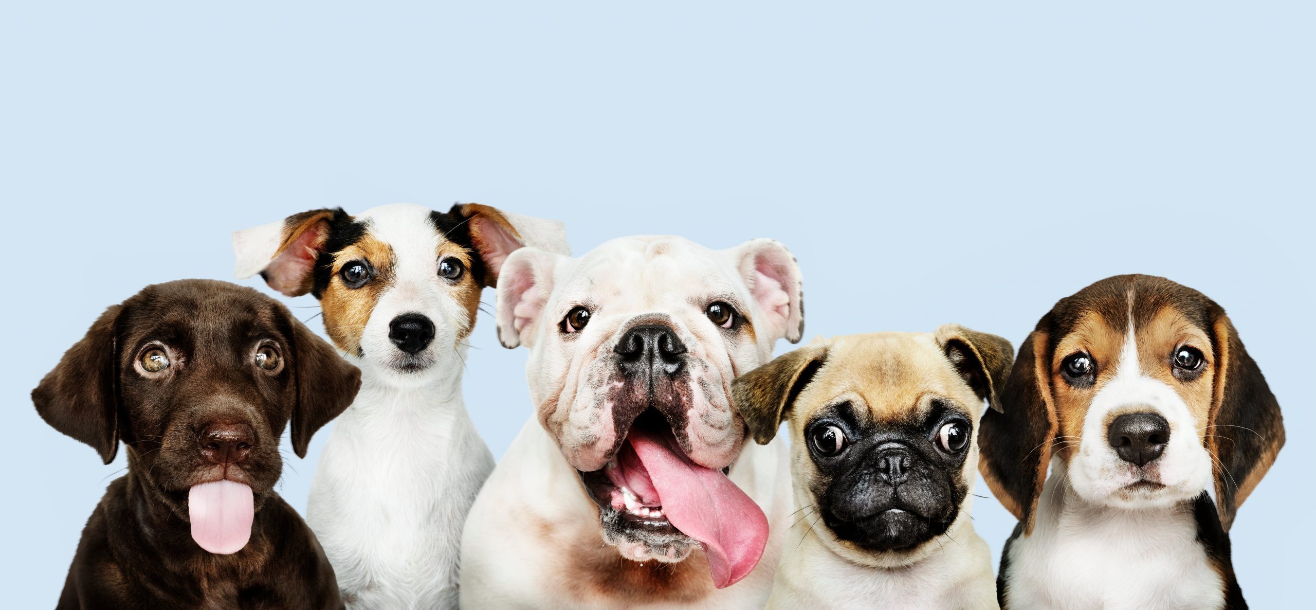 18 Best Hypoallergenic Dog Breeds | Reader's Digest Canada