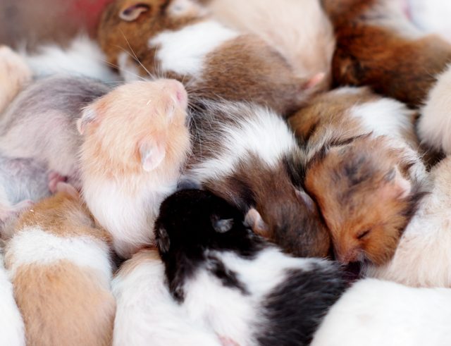 group of many young hamster mouses white brown and black color sleeping together for sale in a pet shop in THAILAND