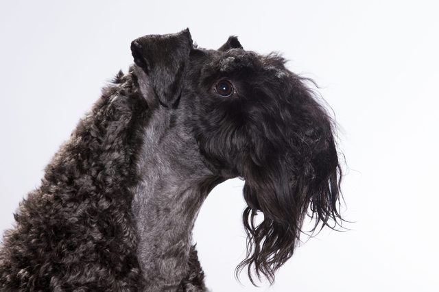 Kerry Blue Terrier portrait. The dog breed is also known as the Irish Blue Terrier. Image taken in a studio.