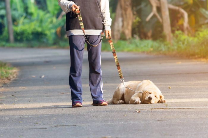 lazy young labrador retriever lie on the road in the walk training
