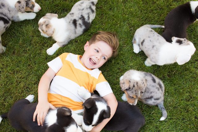 A five-year-old boy with a striped t-shirt on a lawn surrounded by corgi puppies. Friendship of animals and children.