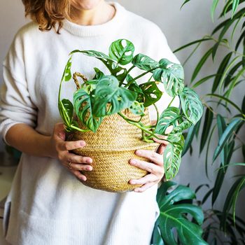 Low light indoor plants - woman holding potted plant