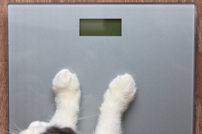 Photo of paws of a cat stand on measuring scales, close-up