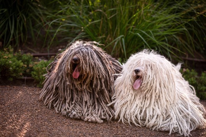 group of Hungarian puli dog with dreadlock outdoor in summer