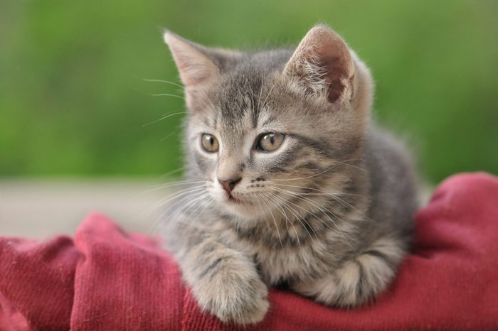 Beautiful gray tabby kitten