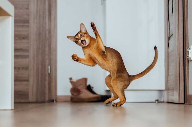 Young Abyssinian cat cought in the jump