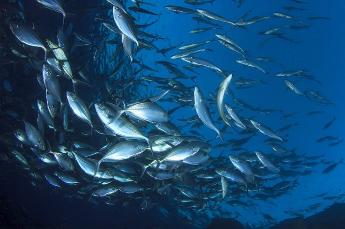 Live wild Tuna fish underwater in ocean