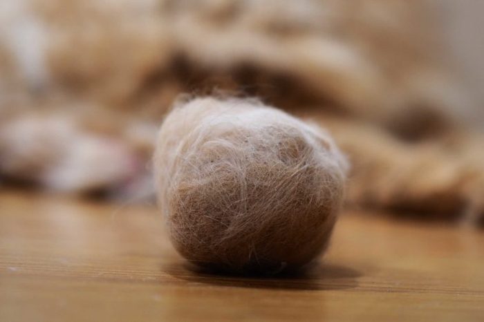 Hairballs in cats. Hairballs occur as a result of your cat grooming and swallowing hair.