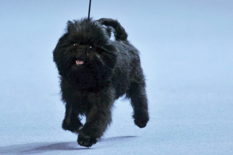 18 Best Hypoallergenic Dog Breeds | Reader's Digest Canada