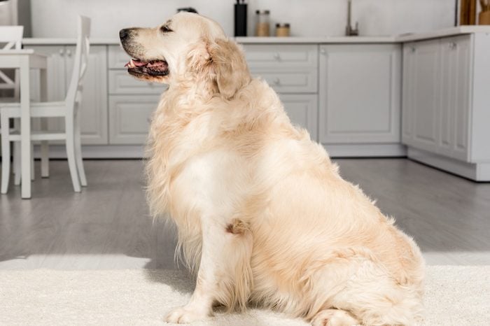 cropped view of woman training cute golden retriever in kitchen 