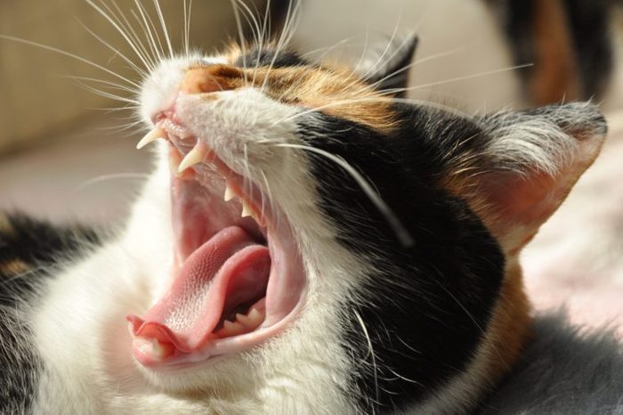 sleepy cat with open mouth