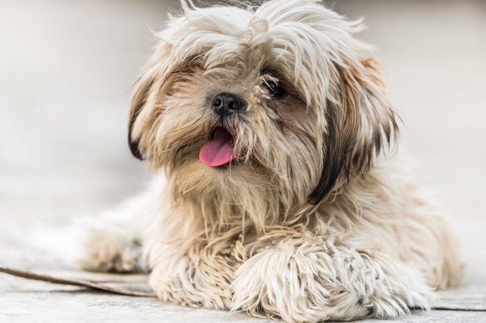 Shih Tzu, also known as the Chrysanthemum Dog, is a toy dog breed sitting on floor with open mouth and tongue